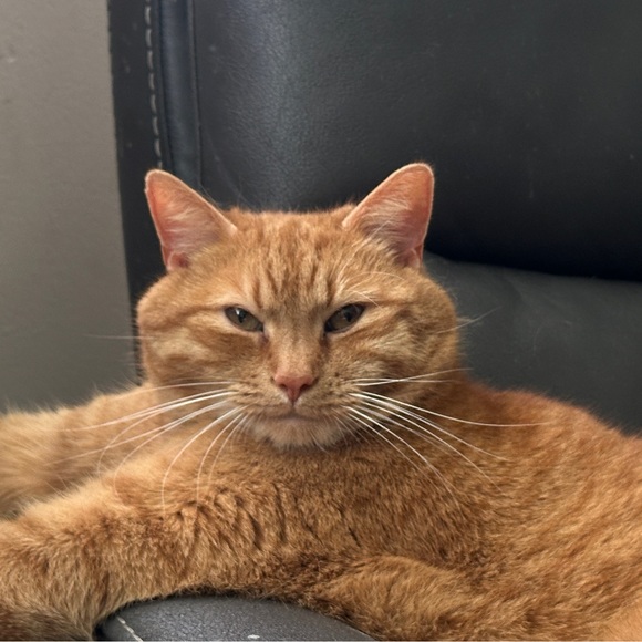 orangecat4ever